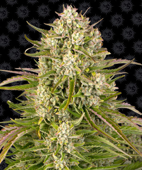 Barneys Farm Seeds - Wedding Cake Auto