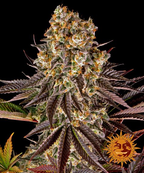 Barneys Farm Seeds - Gelato #45