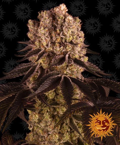 Barneys Farm Seeds - Purple Punch