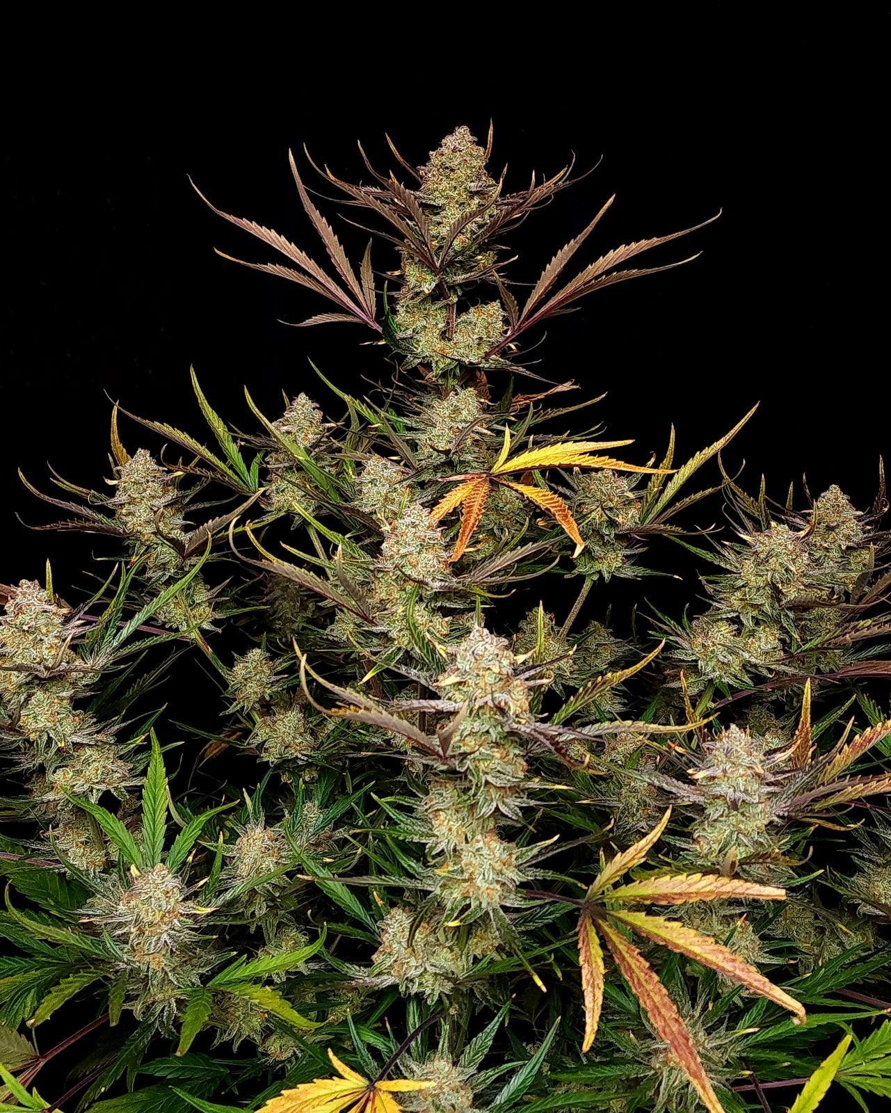 Fast Buds Seeds - Apple Strudel Auto