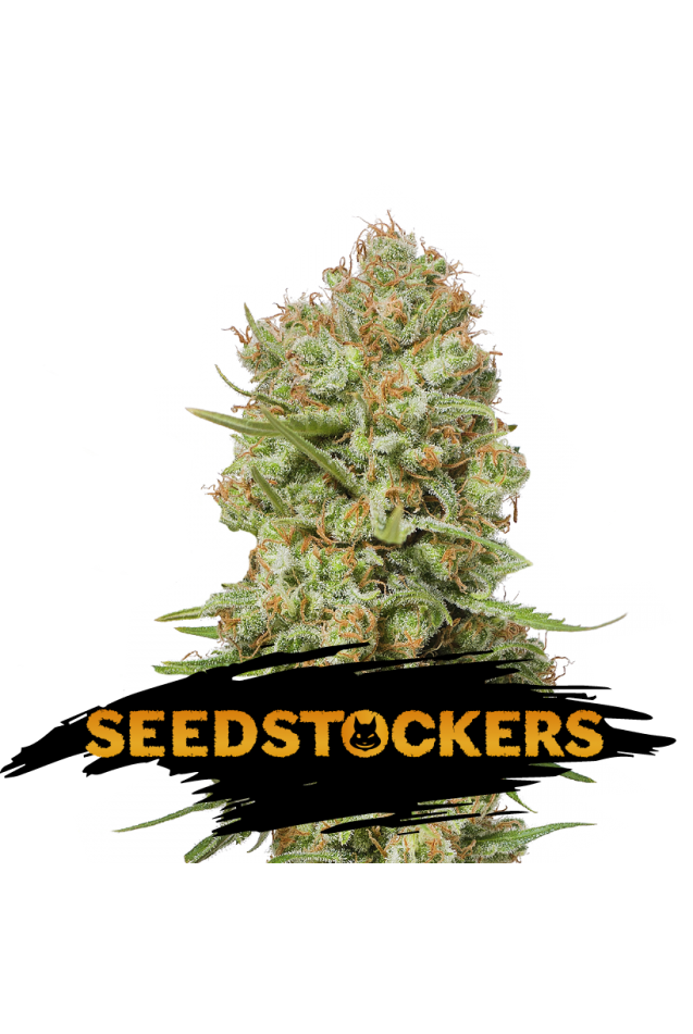 Seedstockers Seeds - Green Crack