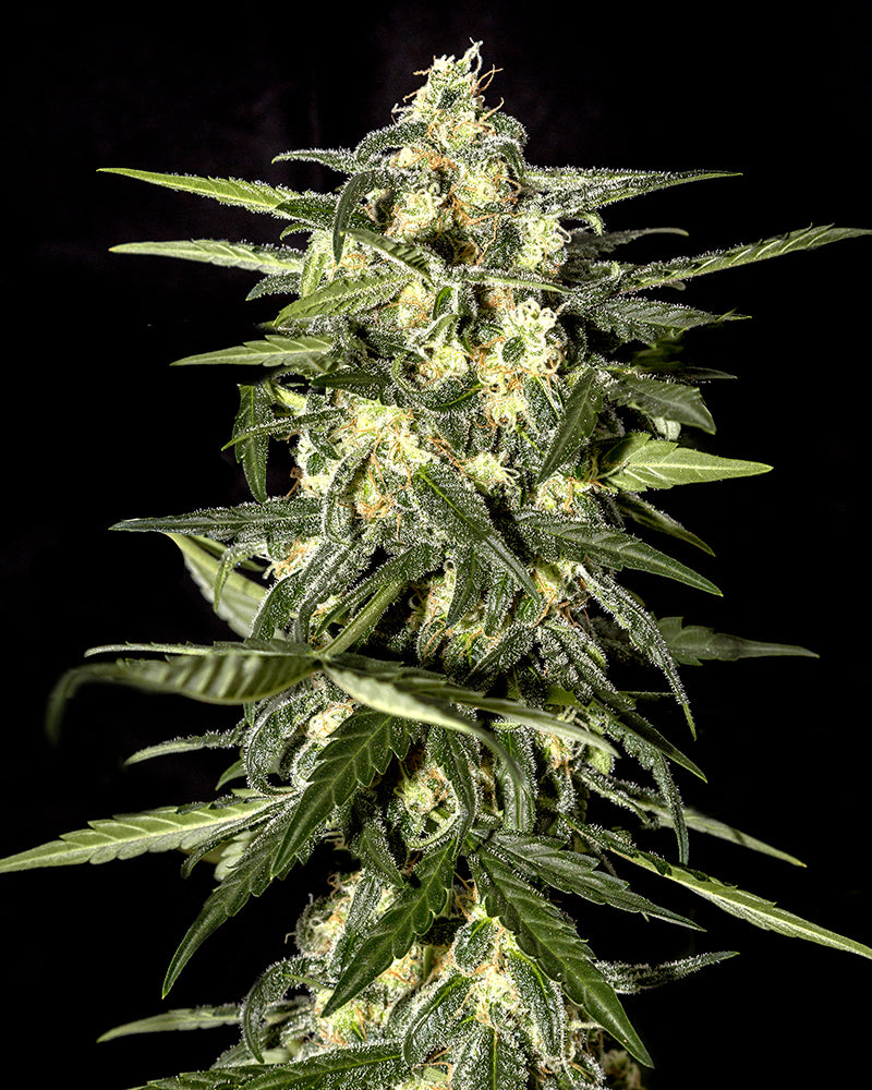 Green House Seeds - Jack Herer Auto