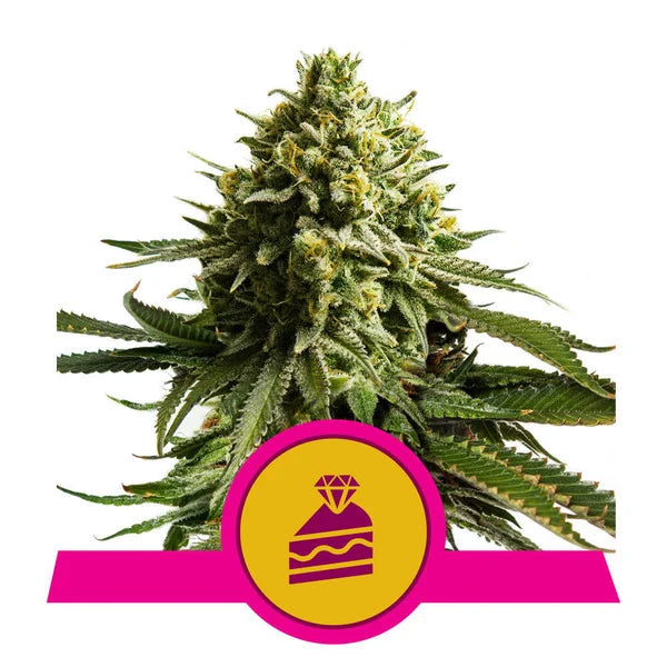 Royal Queen Seeds - Wedding Cake