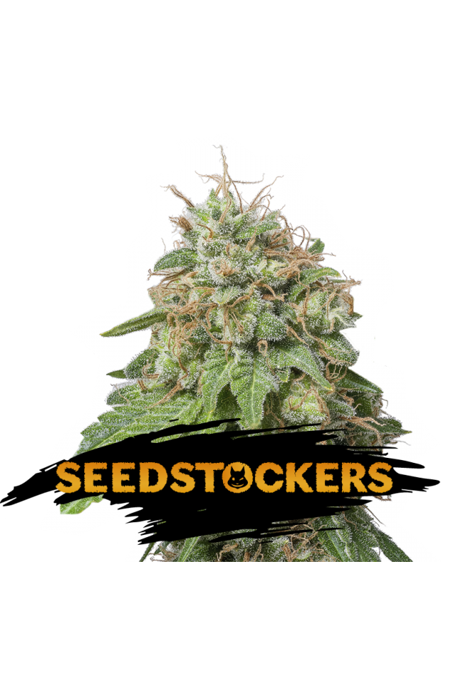 Seedstockers Seeds - Green Crack Auto