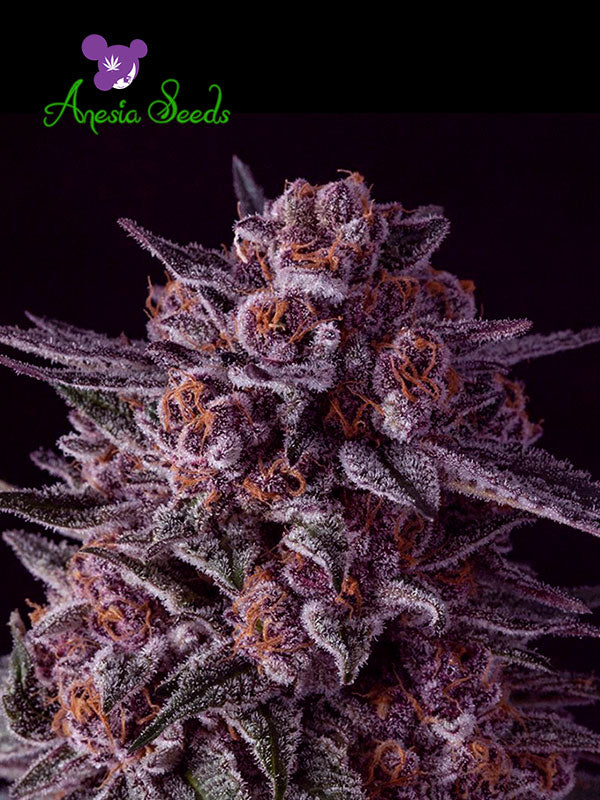 Anesia Seeds - Gelato Dream