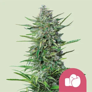 Royal Queen Seeds - Purple Punch