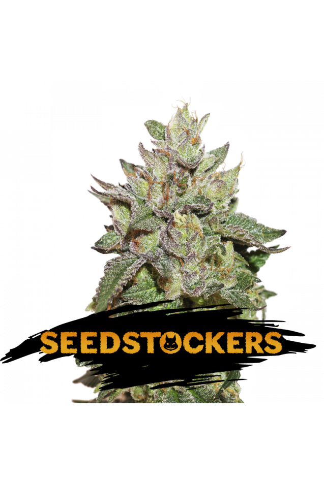 Seedstockers Seeds - Wedding Cake