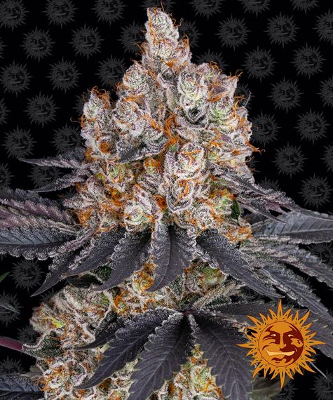 Barneys Farm Seeds - Gelato
