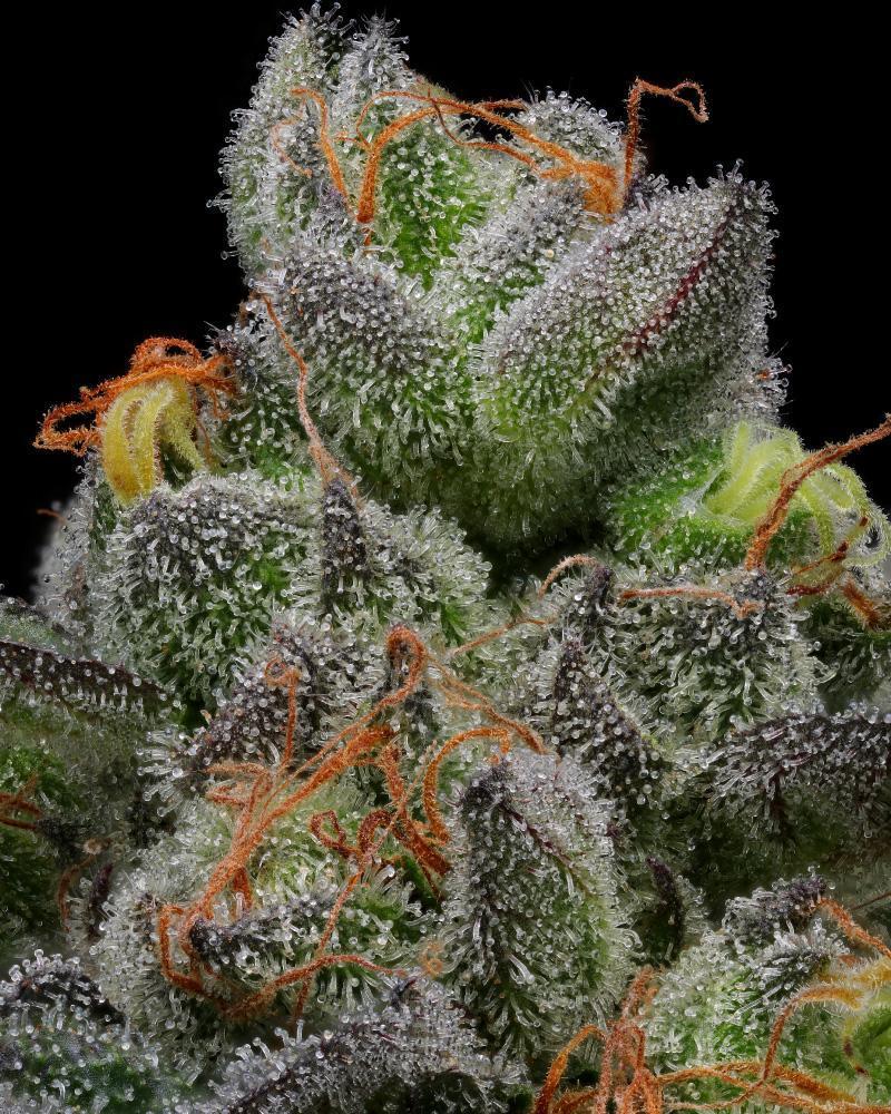 Humboldt Seed Company Seeds - California Cream