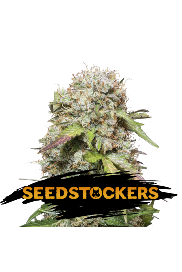 Seedstockers Seeds - Jack Herer Auto