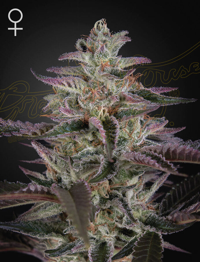 Green House Seeds - Banana Krumble