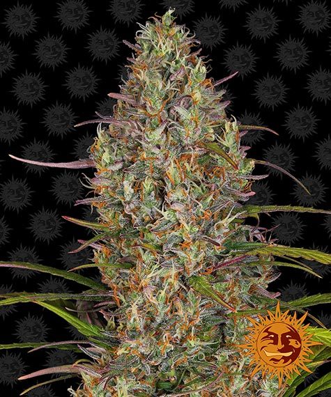 Barneys Farm Seeds - Glue Gelato Auto
