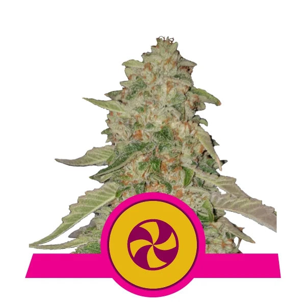 Royal Queen Seeds - Sweet ZZ Sweet ZZ (Sweet Zkittlez)
