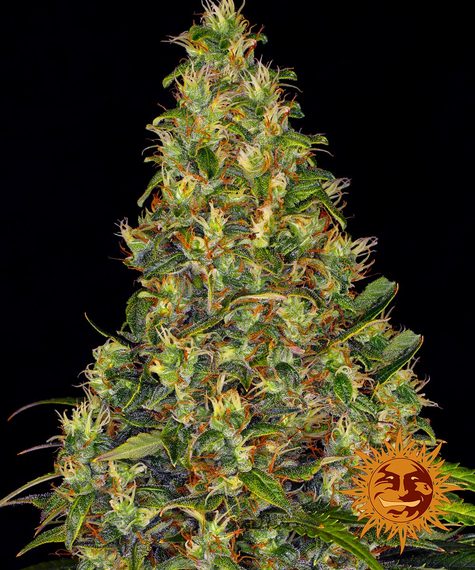 Barneys Farm Seeds - Amnesia Haze Auto