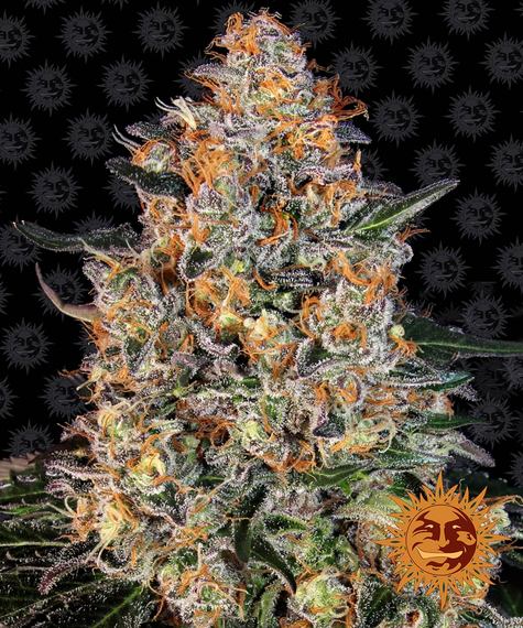 Barneys Farm Seeds - Bubba Kush