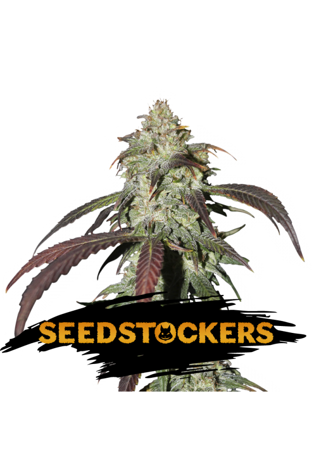 Seedstockers Seeds - CBD Northern Lights