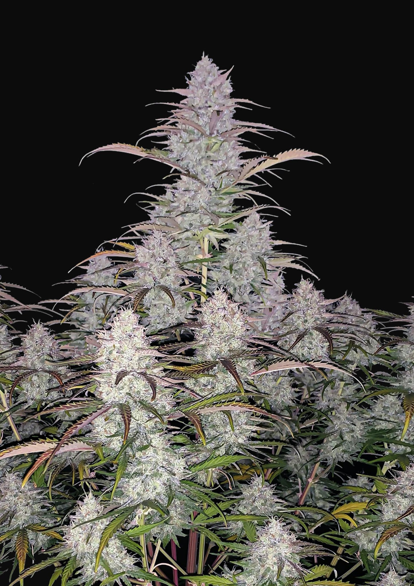 Fast Buds Seeds - Green Crack