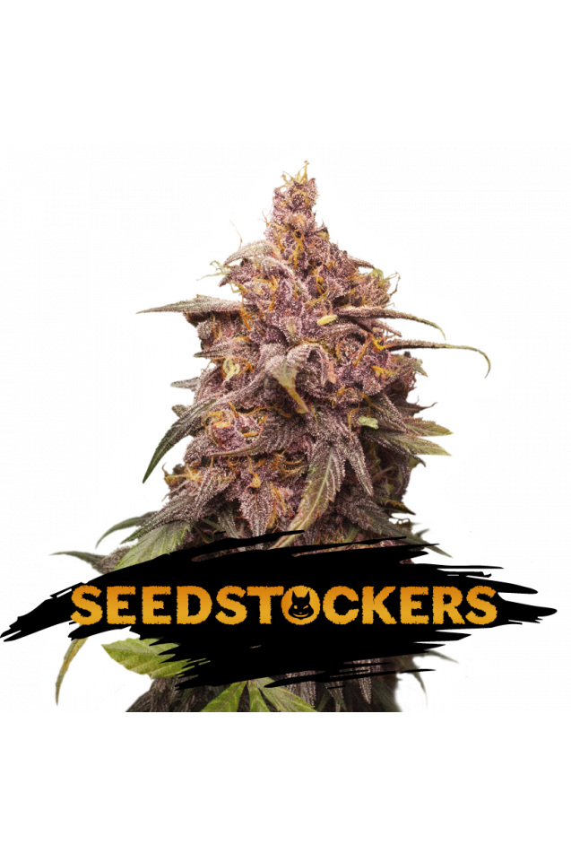 Seedstockers Seeds - Purple Punch