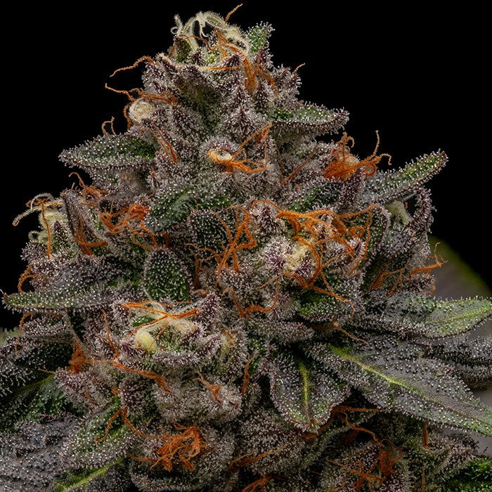 Ripper Seeds - Korenji