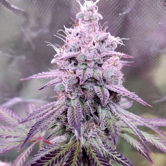 Conscious Kush V3 - Novelty Souvenir Packaging - F7