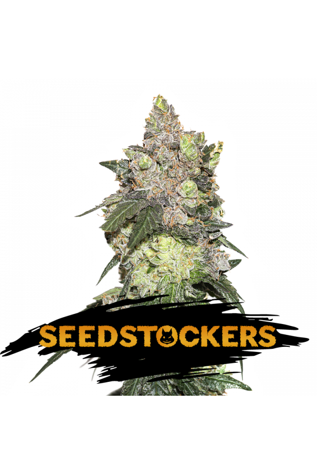 Seedstockers Seeds - Girl Scout Cookies