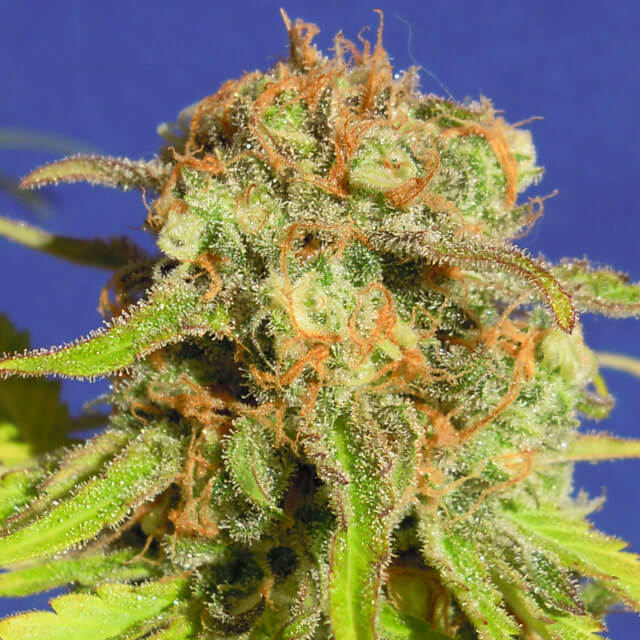 Original Sensible Seed Company Seeds - Auto Bruce Banner #3