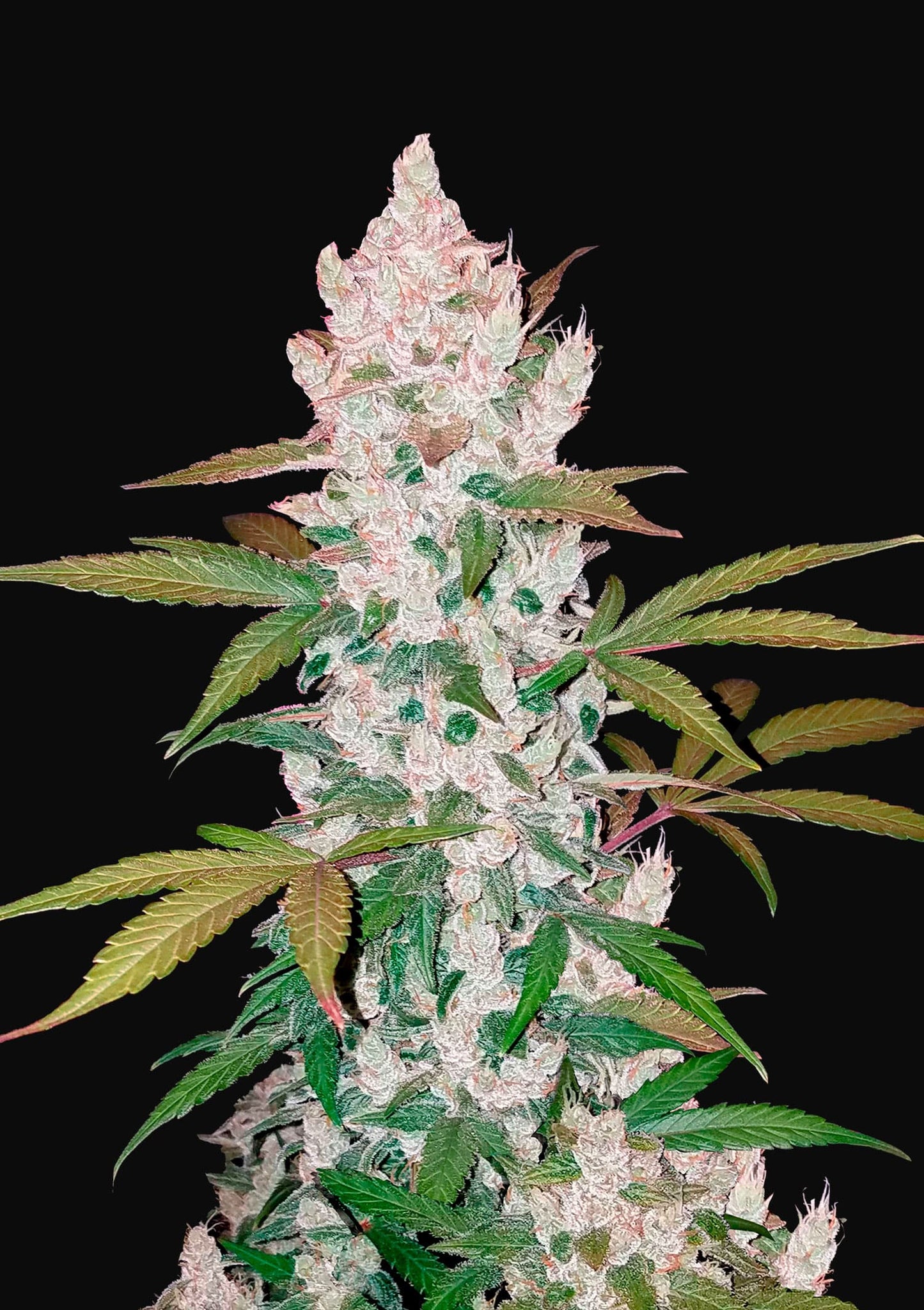 Fast Buds Seeds - Girl Scout Cookies