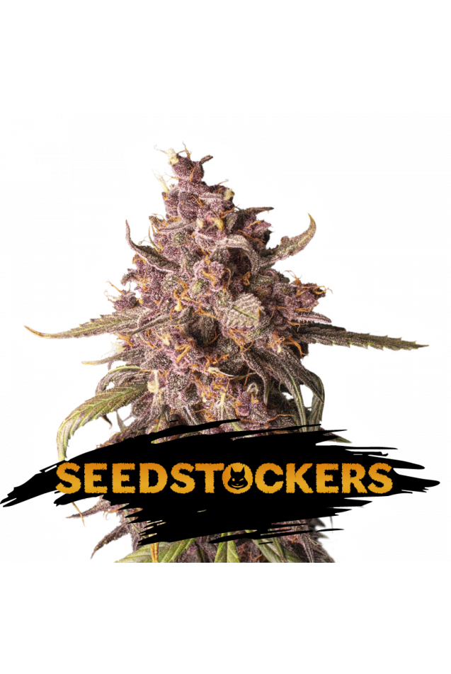 Seedstockers Seeds - Purple Punch Auto