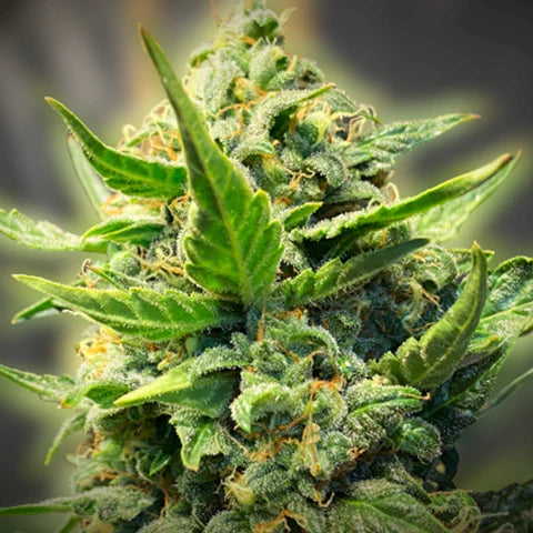 Tastebudz Seeds - Back To The Future #2 Auto