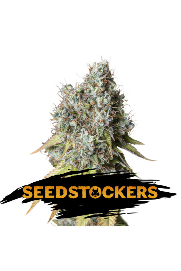 Seedstockers Seeds - Bruce Banner Auto