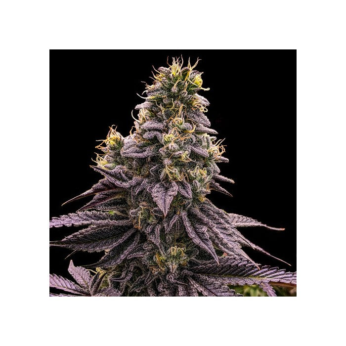 Ripper Seeds - Zombie Bride