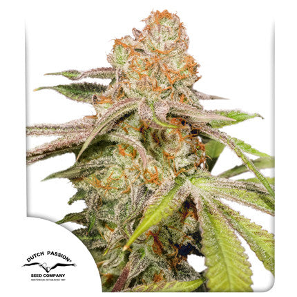 Dutch Passion Seeds - Auto MAC #1