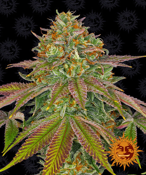 Barneys Farm Seeds - Wedding Cake