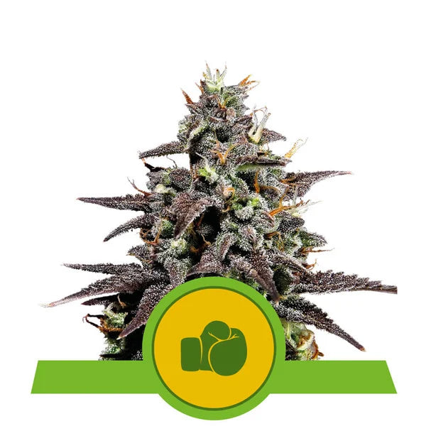 Royal Queen Seeds - Purple Punch Auto
