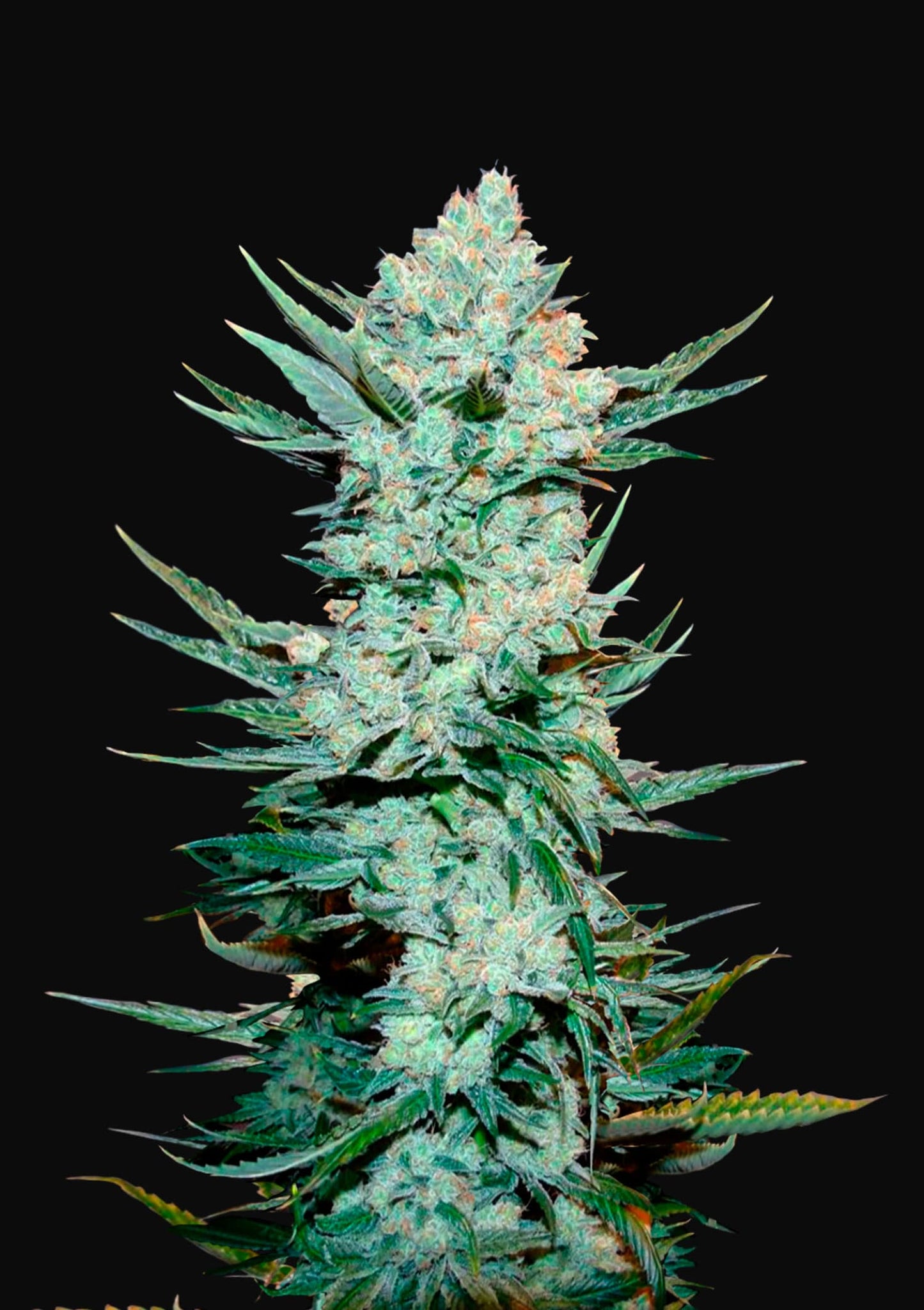 Fast Buds Seeds - Tangie Auto