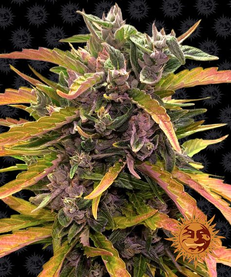 Barneys Farm Seeds - Gorilla Glue Auto