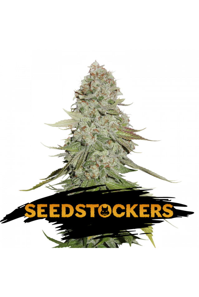 Seedstockers Seeds - GG #4 WAS Gorilla Glue