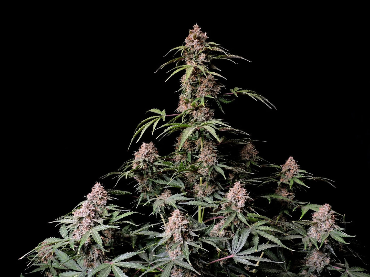 Fast Buds Seeds - Amnesia Zkittlez Auto