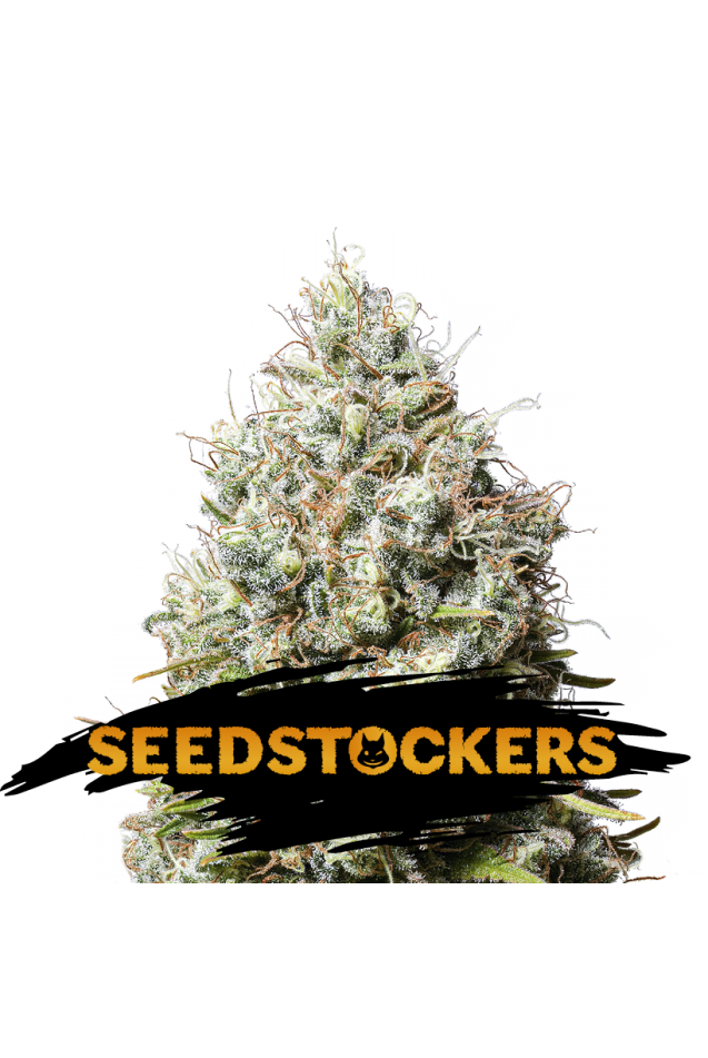 Seedstockers Seeds - Jack Herer