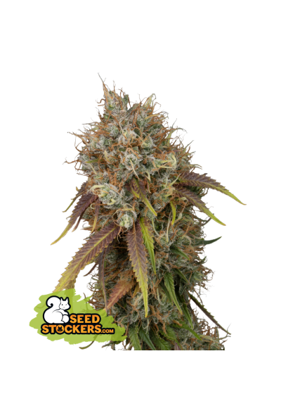 SeedStockers Seeds - Black Rainbow