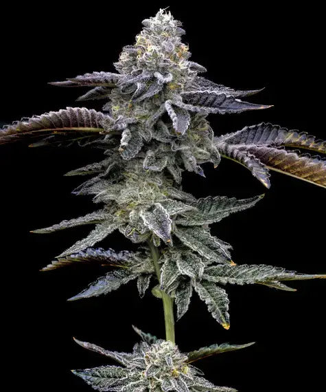 Barneys Farm Seeds - Blue Dream