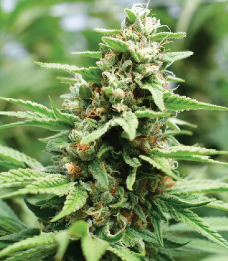 Humboldt Seed Company Seeds - Apricot Papaya