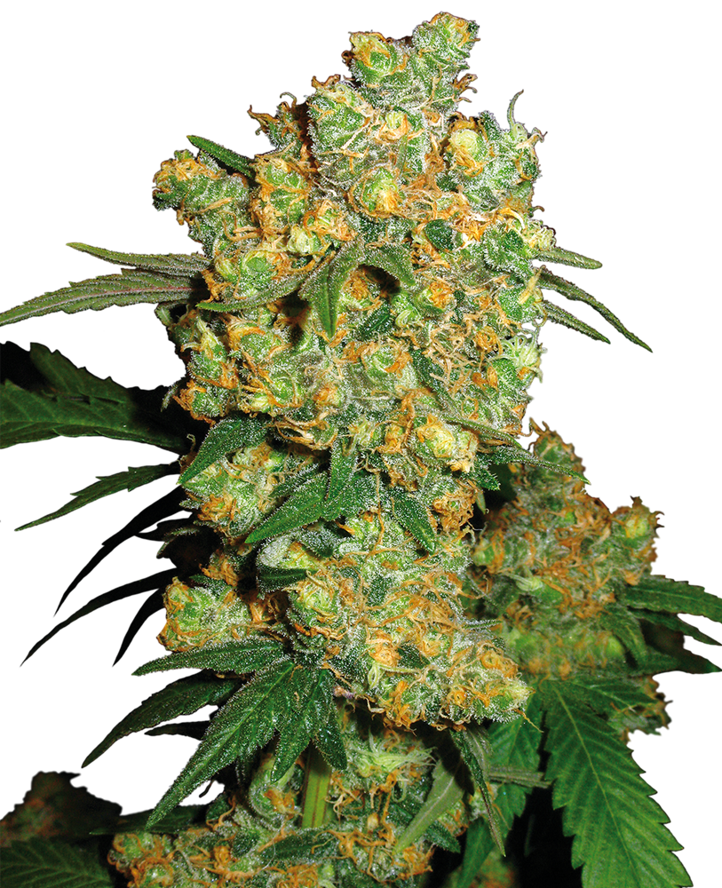 Sensi Seed Bank Seeds - Big Bud