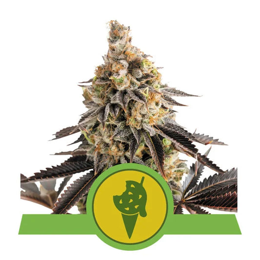 Royal Queen Seeds - Cookies Gelato Auto