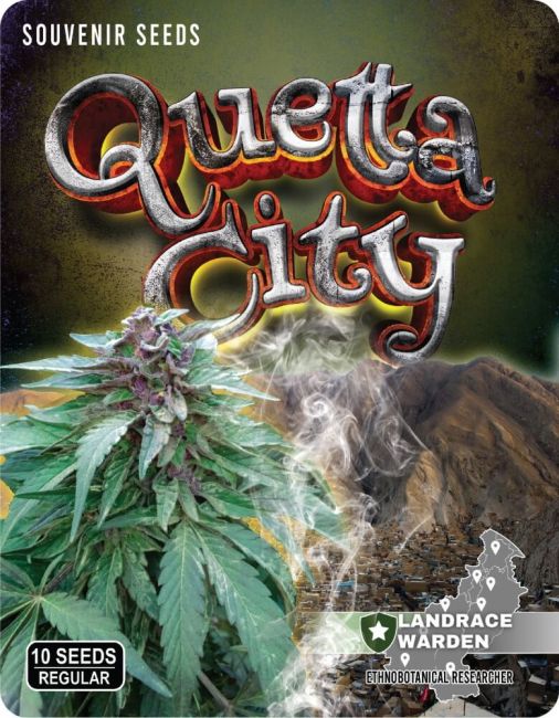 Landrace Genetics - Quetta City