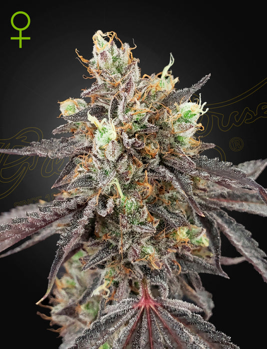 Green House Seeds - Gelato #41 x Gelato #41 Auto