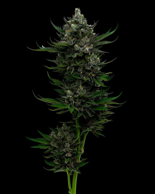 Humboldt Seed Company Seeds - All Gas OG