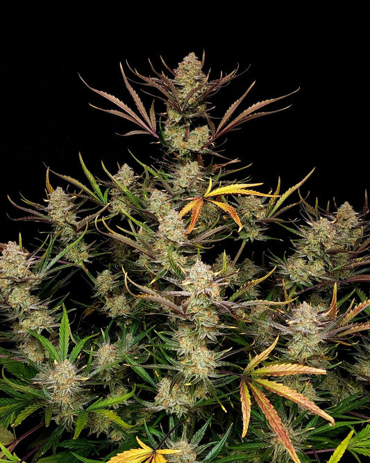 Fast Buds Seeds - Apple Strudel Auto