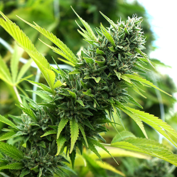 Humboldt Seed Organization Seeds - Banana Sapphire