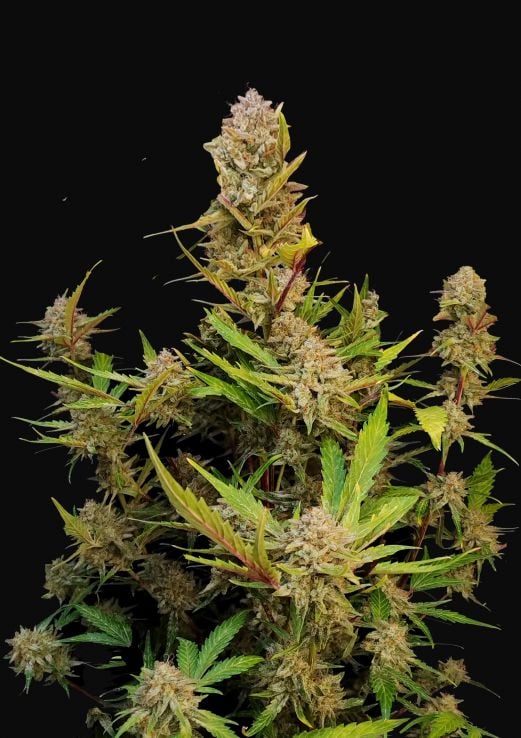 Fast Buds Seeds - Apricot Auto